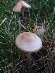 Inocybe