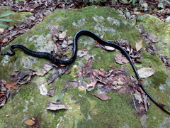 Chironius grandisquamis