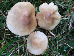 Inocybe