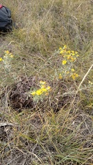 Heterotheca villosa foliosa
