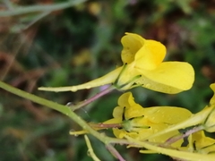 Linaria spartea