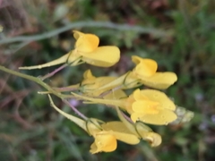 Linaria spartea