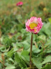 Bellis perennis