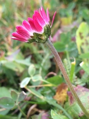 Bellis perennis