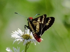 Sarbia