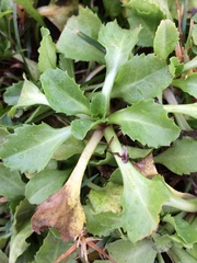 Bellis perennis