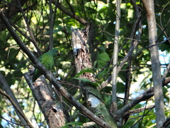 Brotogeris sanctithomae