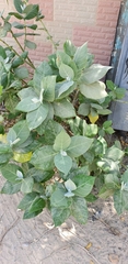 Calotropis
