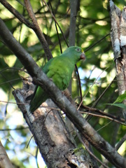 Brotogeris sanctithomae