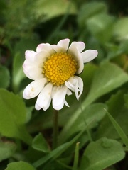 Bellis perennis