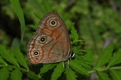 Euptychia rubrofasciata