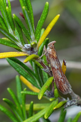Ancylosis cinnamomella