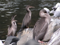 Phalacrocorax punctatus punctatus