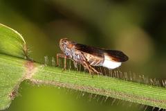 Melanoliarus dimidiatus