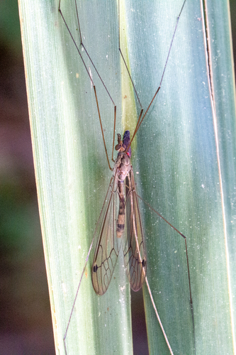 Maekistocera longipennis (Maekistocera longipennis)