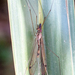 Maekistocera longipennis - Photo (c) Jeff O'Connell, μερικά δικαιώματα διατηρούνται (CC BY-NC), uploaded by Jeff O'Connell