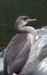 Phalacrocorax punctatus punctatus