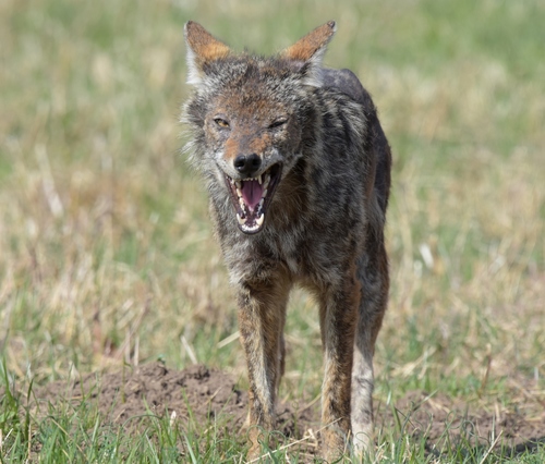 Great Lakes Coyote photographed in Illinois