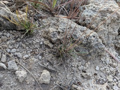 Thelesperma longipes