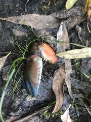 Euastacus woiwuru