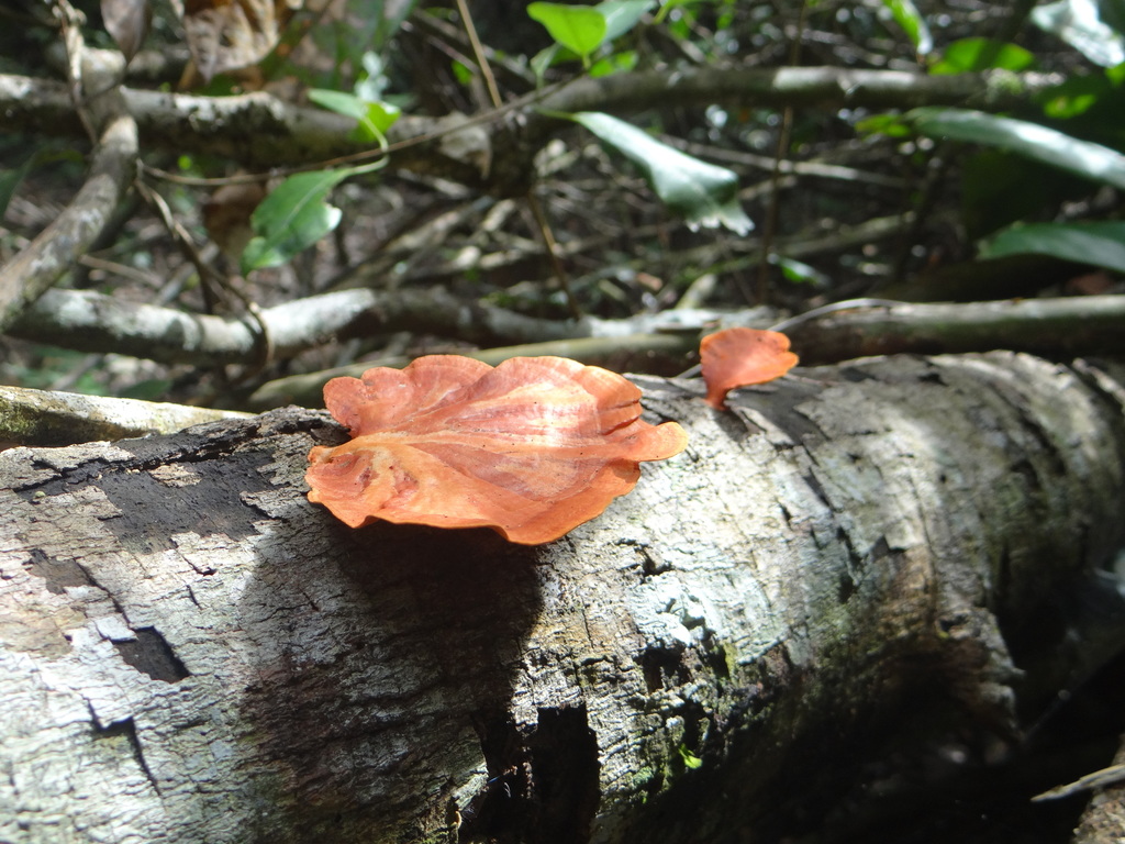 Trametes sanguinea · May 2015 · photo: © vincentvosriberalta (iNaturalist, cc-by)