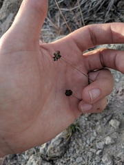 Thelesperma longipes