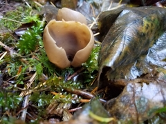Otidea alutacea