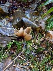 Otidea alutacea