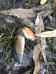 Euastacus woiwuru