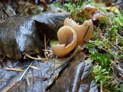 Otidea alutacea