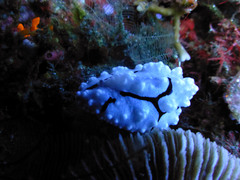 Phyllidiopsis shireenae