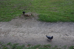 Columba livia domestica