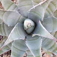 Agave simplex