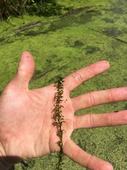 Elodea