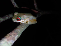 Duellmanohyla salvavida