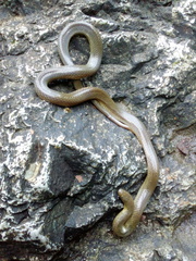 Hydromorphus concolor