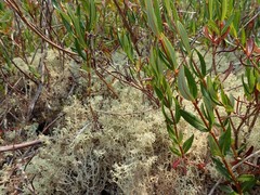 Cladonia portentosa subsp. pacifica image