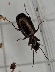 Syntomus foveatus