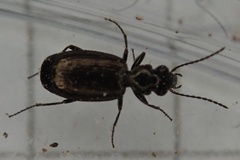 Syntomus foveatus