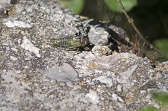 Cicadettinae