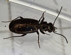 Syntomus foveatus