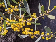 Acacia redolens