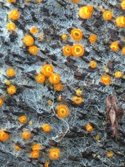 Arachnopeziza aurelia