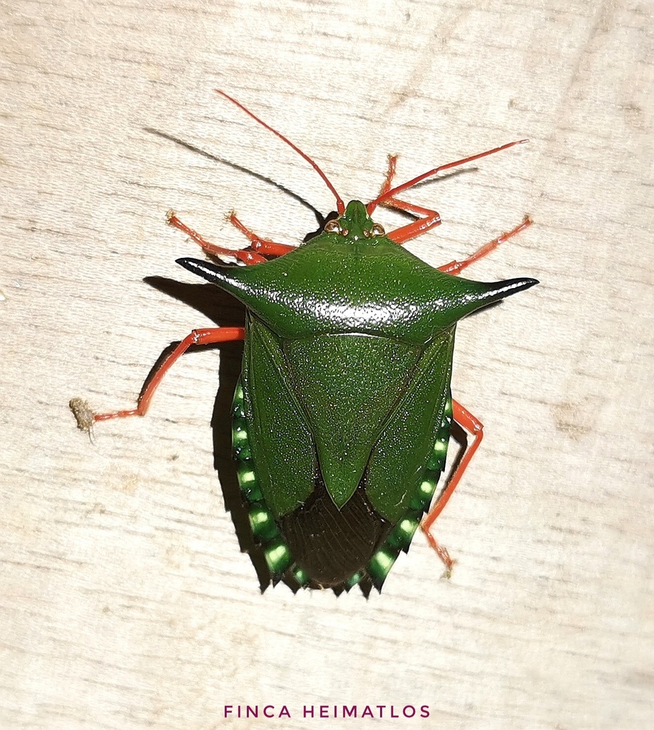 Edessa dolichocera