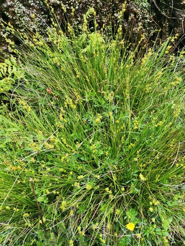 Carex echinata iNat (3)