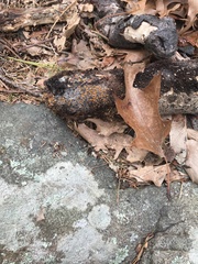 Arachnopeziza aurelia