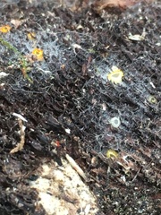 Arachnopeziza aurelia