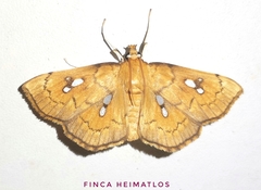 Cacographis