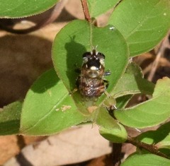 Copestylum tamaulipanum