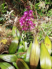 Epidendrum secundum